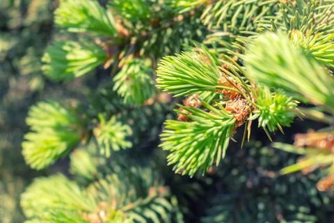 Opened bud of the spruce green tree with fresh needles nature background Foto stock