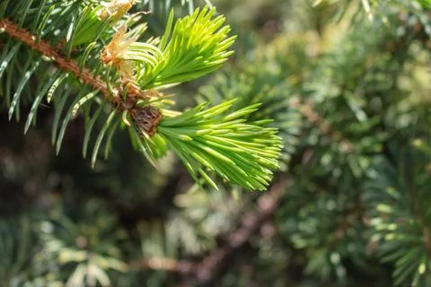 Opened bud of the spruce green tree with fresh needles nature background Stock Photos
