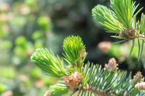 Opened bud of the spruce green tree with fresh needles nature background Stock Photos