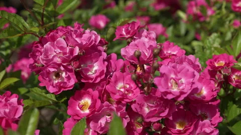 The opened buds of a delicate pink tea rose. Stock-Footage 247276817