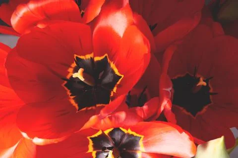Opened buds of red tulips close up Stock Photos