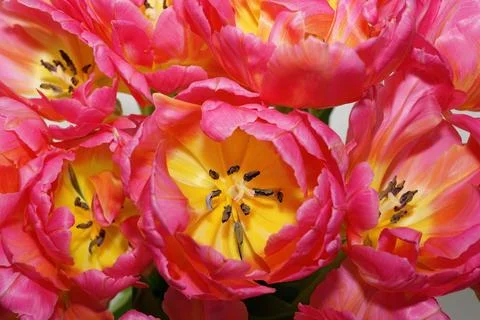 The opened buds of red tulips in close-up 스톡 사진