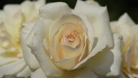 Opened buds of a white rose sway in the wind. Rose close-up. Stock Footage 244950605