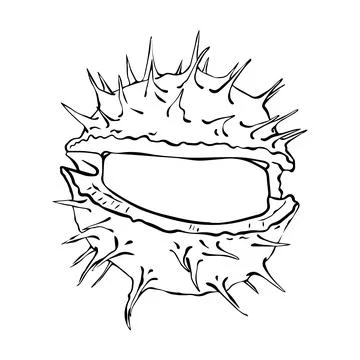 Opened chestnut fruit in linear style. Vector illustration. Stock Illustration