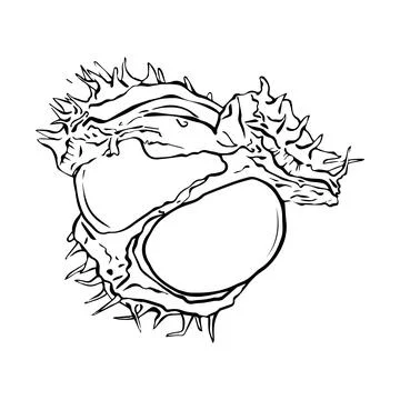 Opened chestnut fruit in linear style. Vector illustration. Stock Illustration