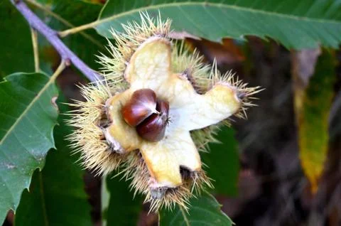 Opened chestnut husk on the chestnut tree . Stock Photos
