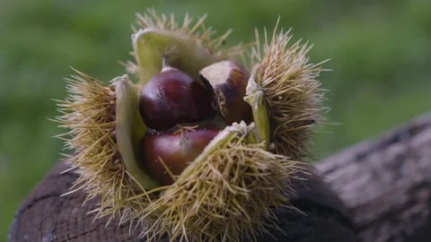 Opened chestnut with three fruits inside. Chestnut shell. Close up 4k Stock Footage 141591930