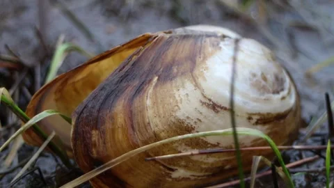 Opened clam shell, mussel close up Stock Footage 267620911