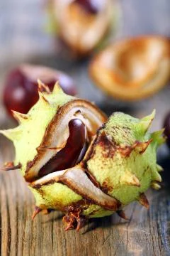 Opened conker. Stock Photos