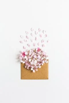 Opened craft paper envelope full of spring blossom sacura flowers on white Stock Photos