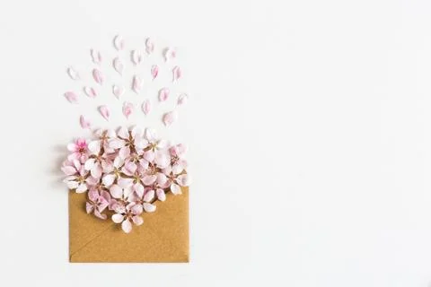 Opened craft paper envelope full of spring blossom sacura flowers on white Stock Photos