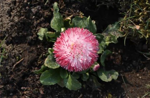 The opened daisy flower. Stock Photos