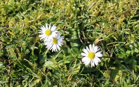 The opened daisy flowers. Stock Photos