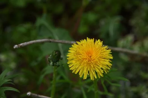 Opened dandelion flower. Stock Photos