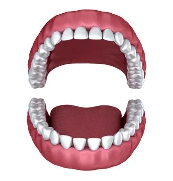 Opened denture isolated on white Stock Illustration