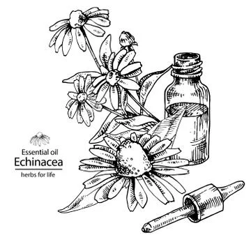 Opened echinacea essential oil bottle with dropper Stock Illustration