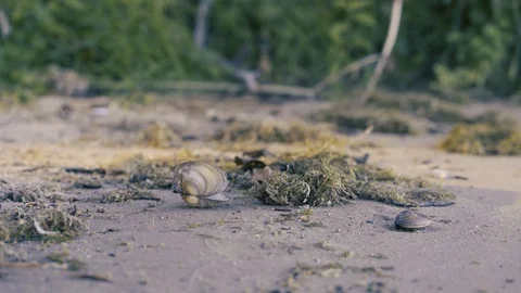 Opened empty shell on the sand beach, wrecks in the background Video stock 94100728