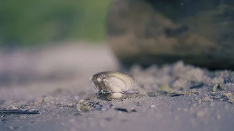 Opened empty shell on the sand beach Stock-Footage 94101486