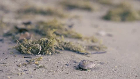 Opened empty shell on the sand beach, with wracks Video stock 94101547