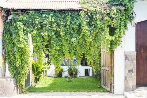 Opened entranced to the backyard or garden with overgrown gate covered with l Stock Photos