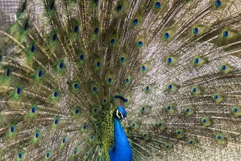 Opened feathers peacock Foto stock