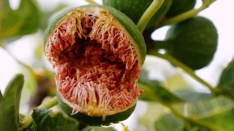  opened fig on the tree- close up portrait Stock-Footage 80361191