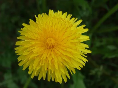 Opened flower of a dandelion. Stock Photos