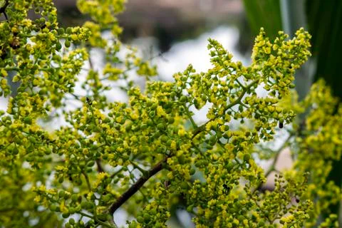 Opened Flower of Palm. Foto stock