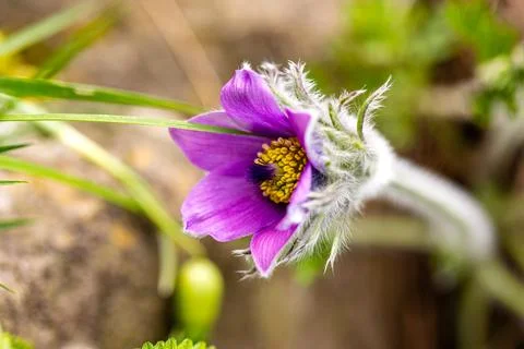 Opened flower of the pasqueflower Stock Photos