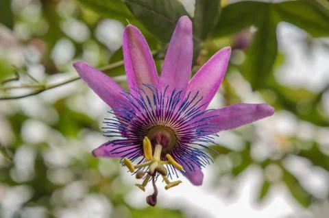 The opened flower of Passionflower. Stock Photos