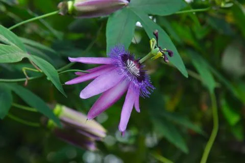 The opened flower of Passionflower. Stock-Fotos