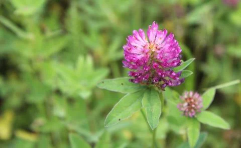 The opened flower of pink clover. Stock Photos