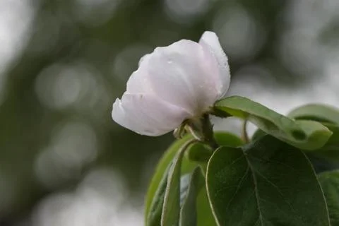 Opened flower of quince tree. Stock Photos