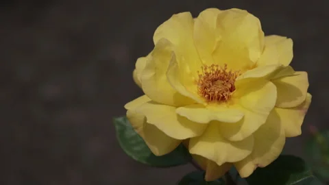 An opened flower of a yellow rose sways in the wind on a sunny day. Stock-Footage 247310900