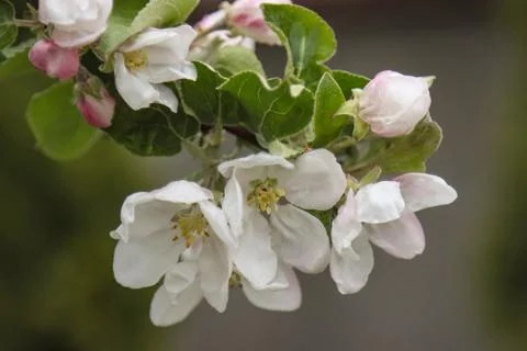 The opened flowers of the apple tree. Stock Photos