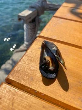 Opened fresh mussel in its shell lies on a wooden outdoor table Stock-Fotos