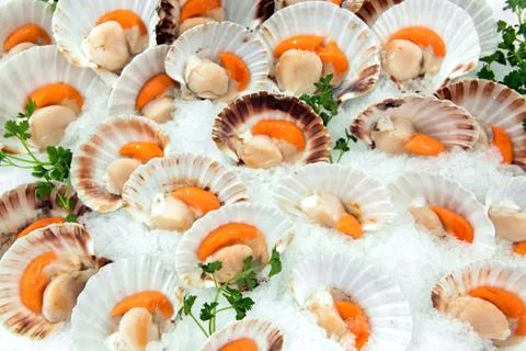 Opened fresh raw scallops in their shells Stock Photos