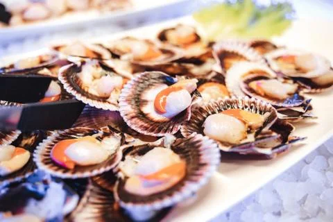 Opened fresh scallops in their shells Stock Photos