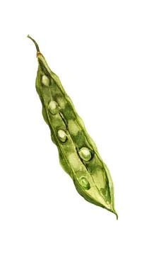 Opened green haricot Stock Illustration