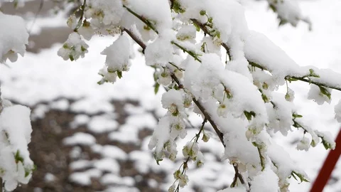 Opened the green leaves on the trees in the snow. Frost. Climate change Stock-Footage 127651723