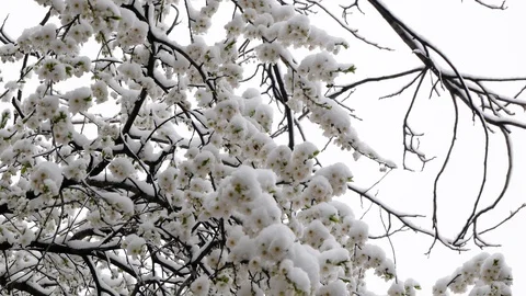 Opened the green leaves on the trees in the snow. Frost. Climate change Stock Footage 127651755