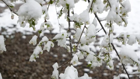 Opened the green leaves on the trees in the snow. Frost. Climate change Stock Footage 127951842