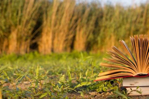 Opened hardback book diary, fanned pages on blurred nature lands Foto stock