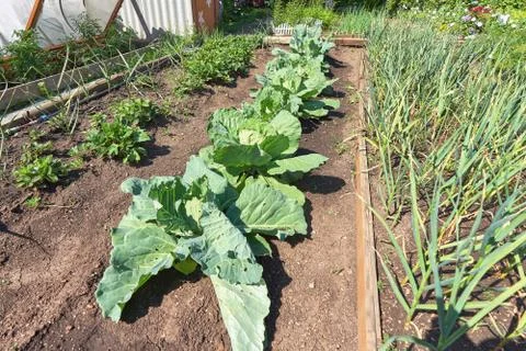 Opened head of cabbage grows on a bed, top view Stock Photos