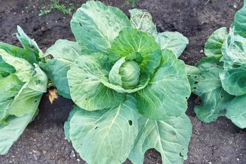 Opened head of cabbage grows on a bed, top view Stock Photos