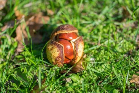 Opened horse chestnut (Aesculus) shell on the ground in green grass. Stock Photos