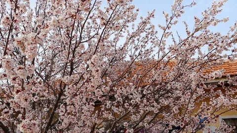 Opened its largest apricot trees bloom in spring, 動画素材 87887255