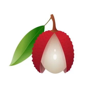 Opened lychee with parted peel Stock Illustration