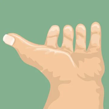 Opened male hand from back view. Cartoon style. Flat and solid color vector Stock Illustration
