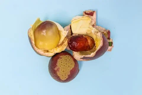 Opened matoa fruit Stock Photos